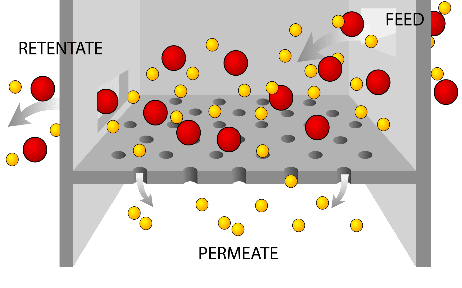 Passive Transport Types And Examples Conduct Science