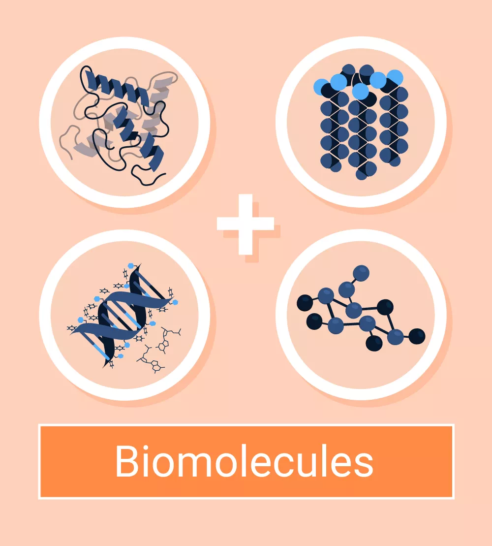 Biomolecules: Types and Functions