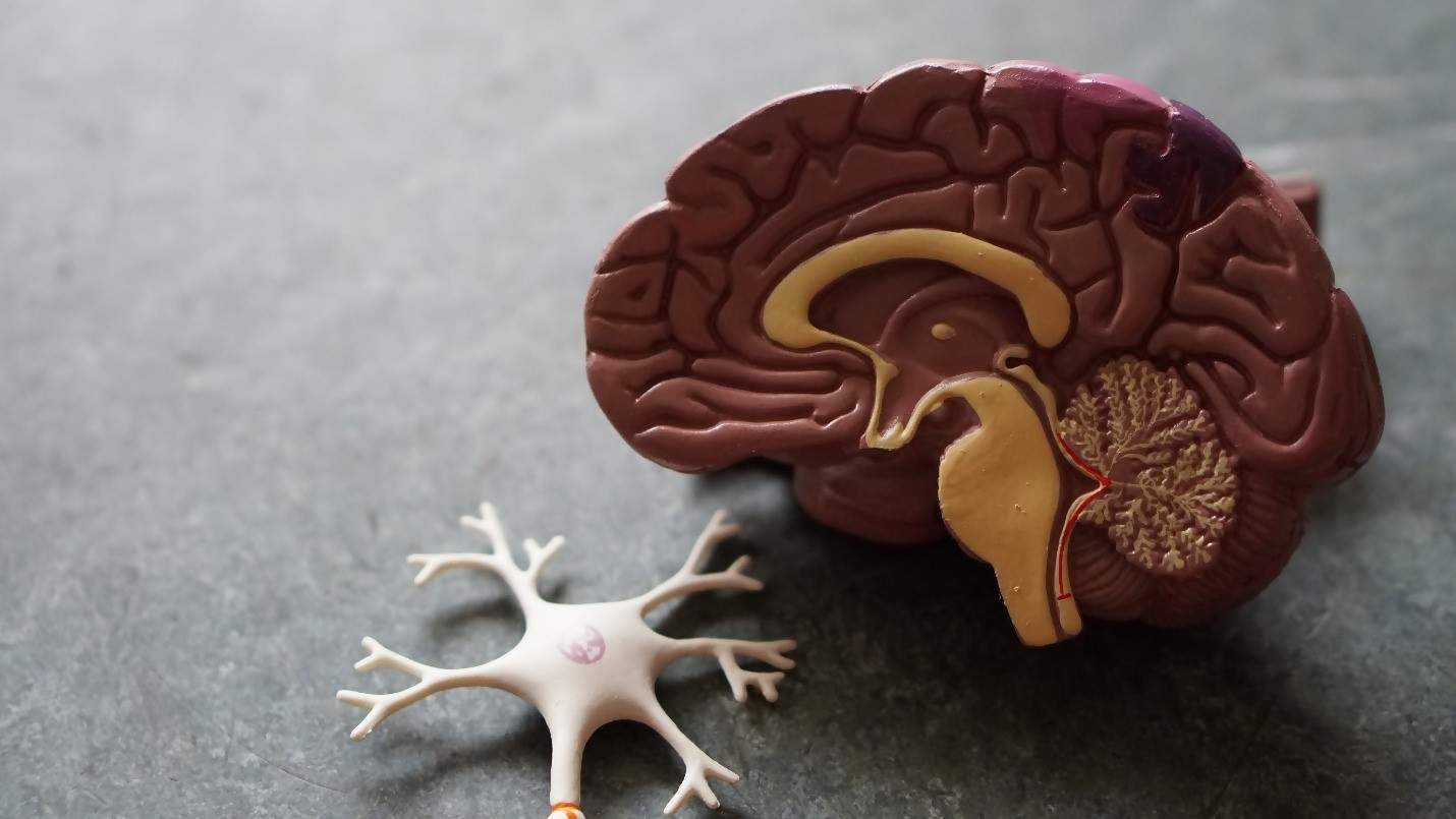 CRISPRi Expected to Revolutionise Brain Disease Research