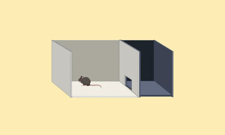 Maze Bazics: Assessing Anxiety and Stress: The Light/Dark Box Paradigm