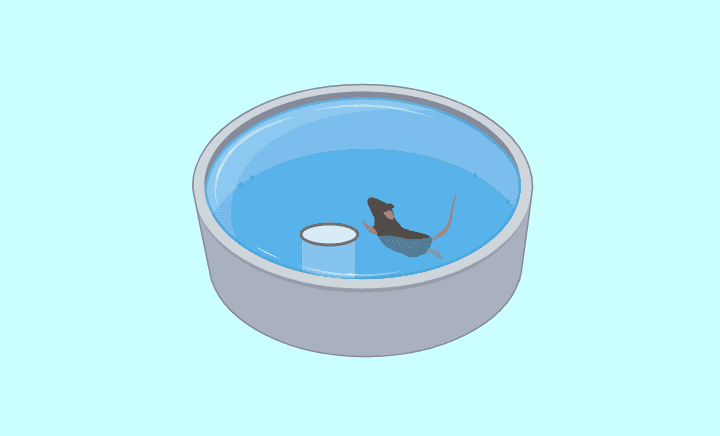Maze Bazics: Exploring the Morris Water Maze