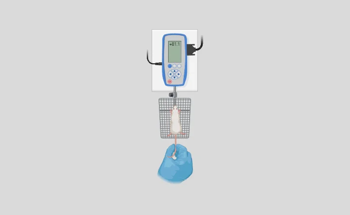 Assessing Grip Strength in Rodents