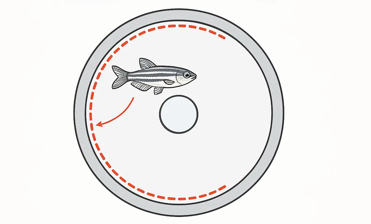Thigmotaxis in Zebrafish: Emotional Insight from Wall-Hugging