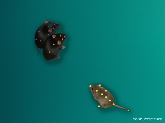 Software & Data Services