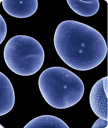 Cell Count Fluorescence