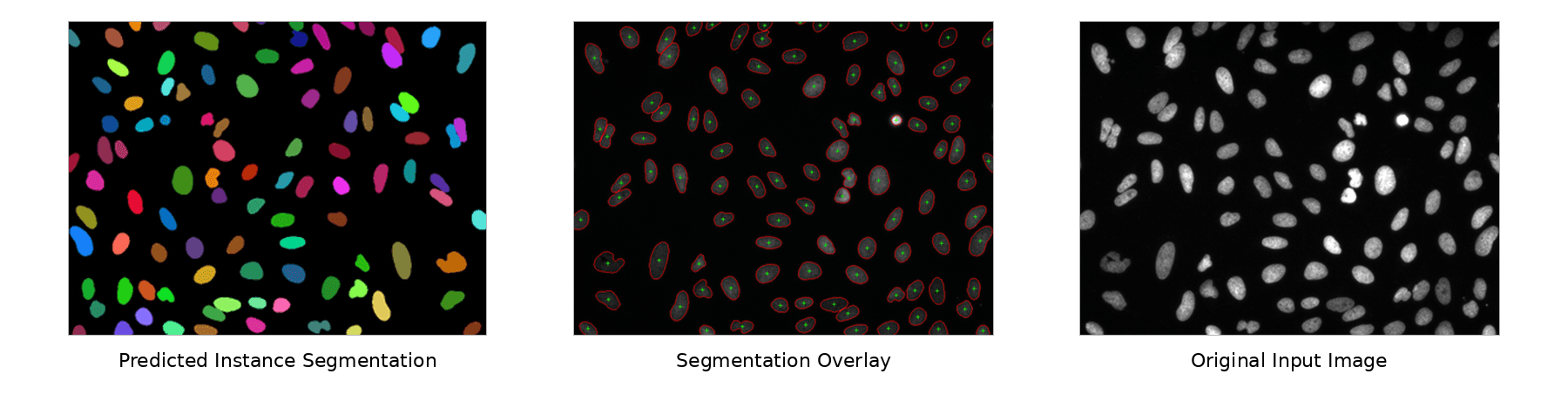 Cell counting validation \u2014 predicted instance segmentation, overlay, and original input