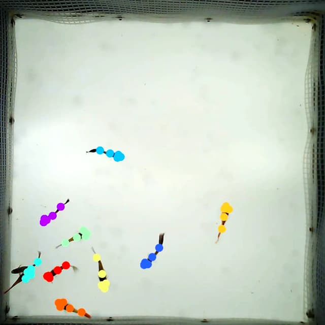 ConductVision tracking ten zebrafish in a tank, each fish with its own color of body points