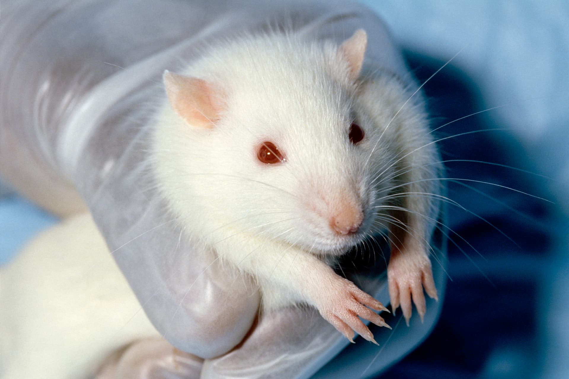 Researcher handling a lab rat for a behavioral protocol