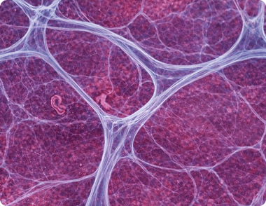Nuclei Fluorescence Analysis