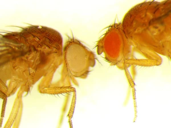 Drosophila