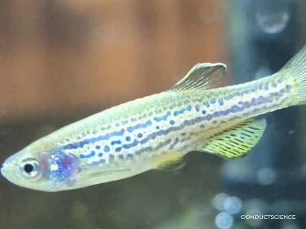 Zebrafish