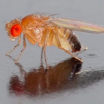 Drosophila