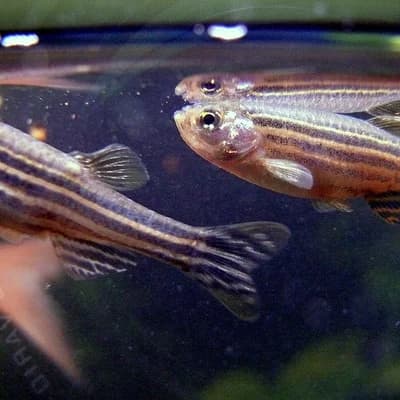 Zebrafish