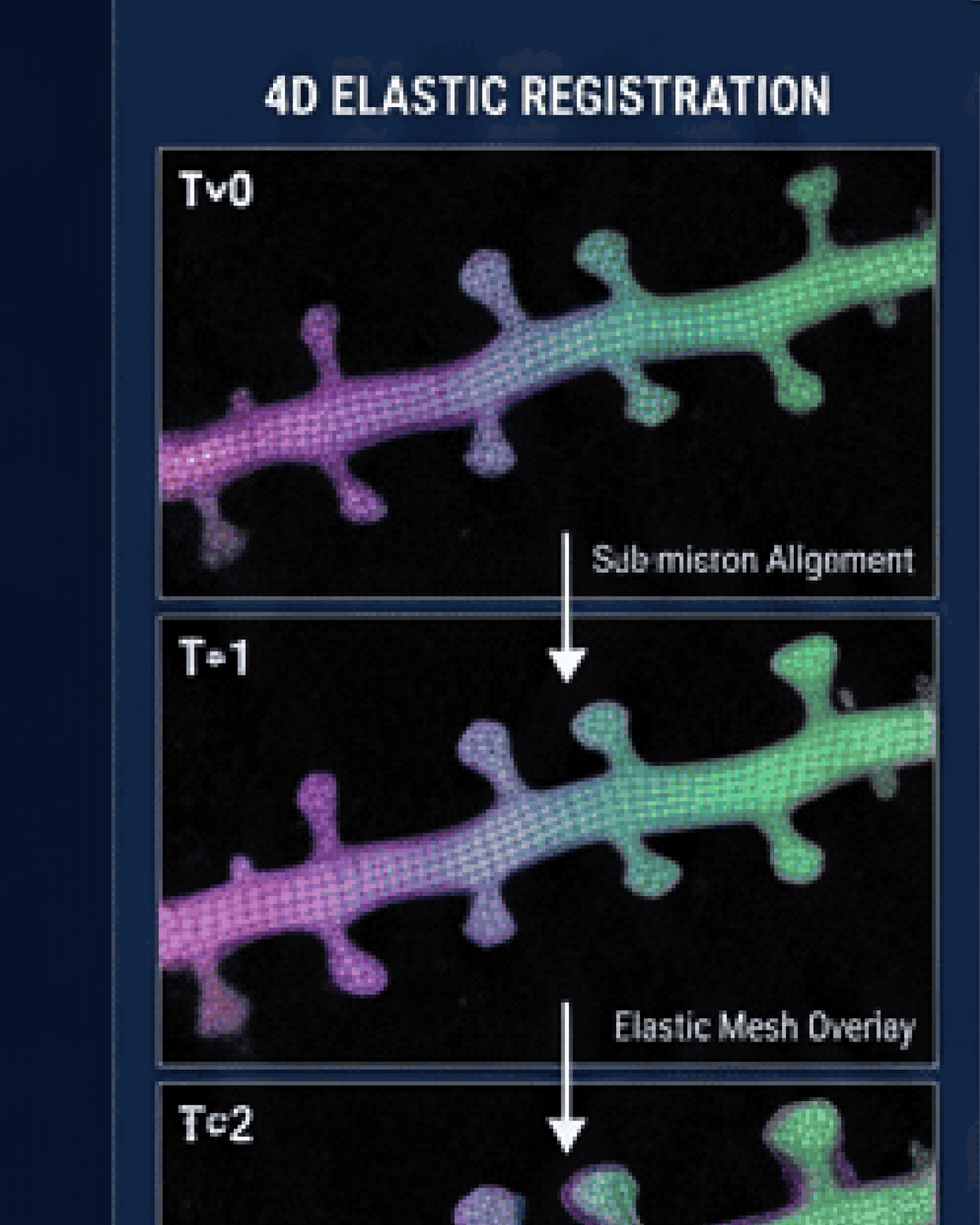 Elastic 4D Registration