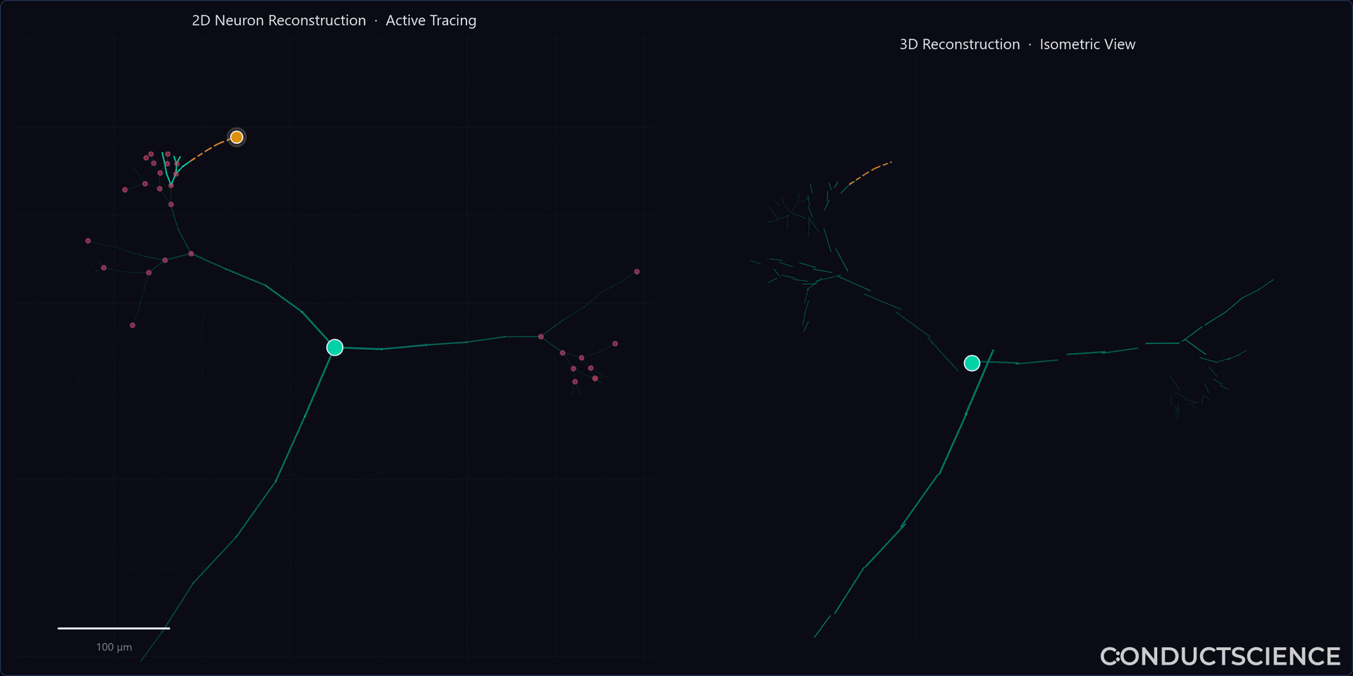 ConductVision Trace workspace showing 2D/3D split view with active neuron tracing