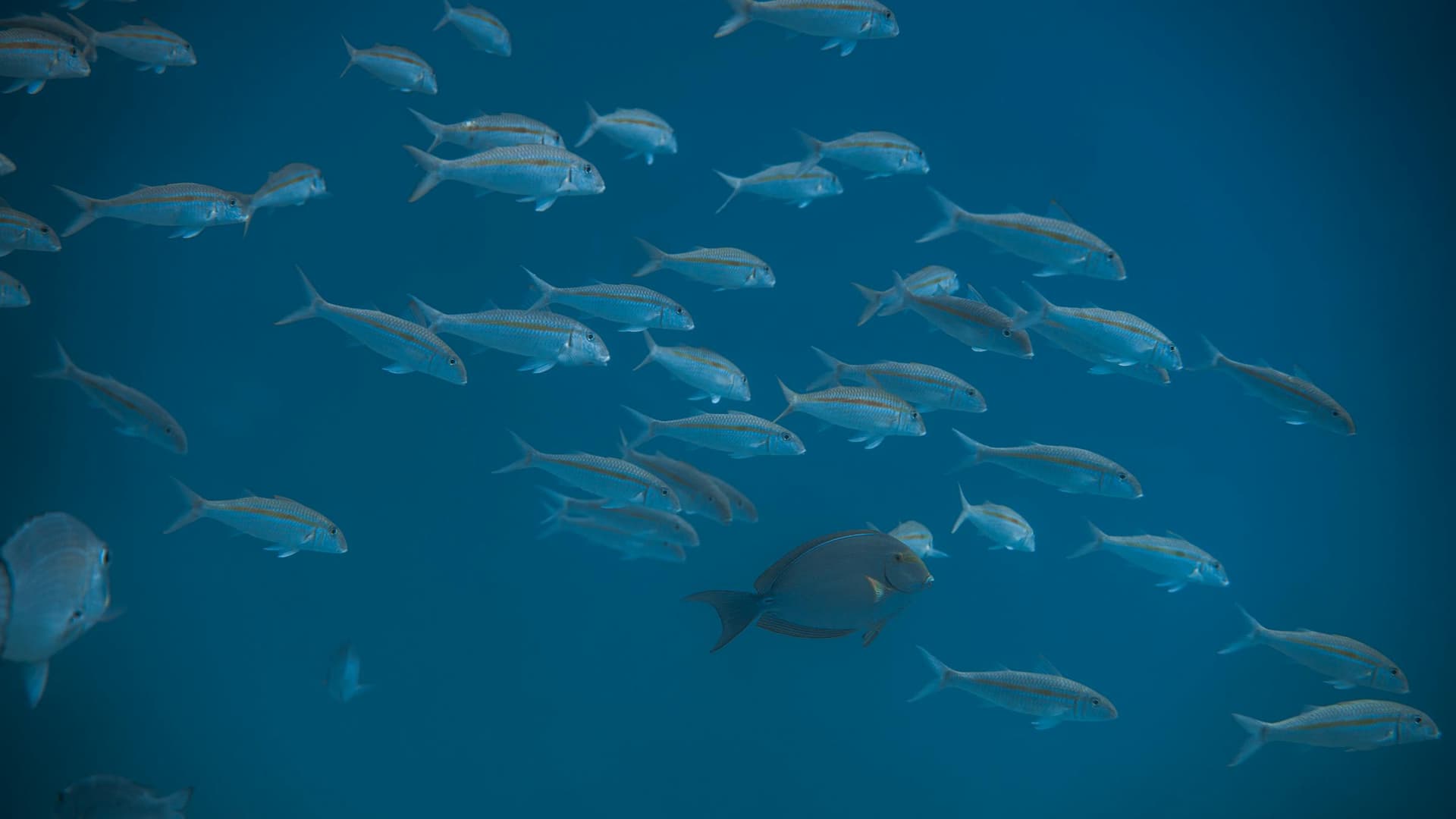 School of fish moving through an underwater camera view