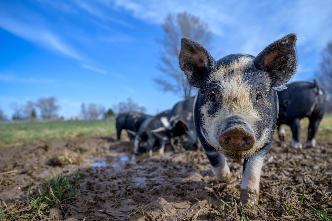 Swine moving together in a pasture camera view