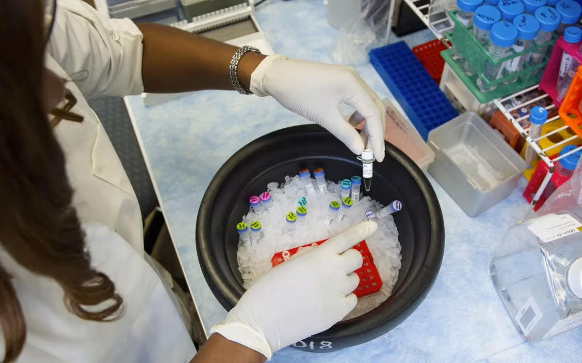 Researcher setting up genetic samples and primers for PCR at the lab bench