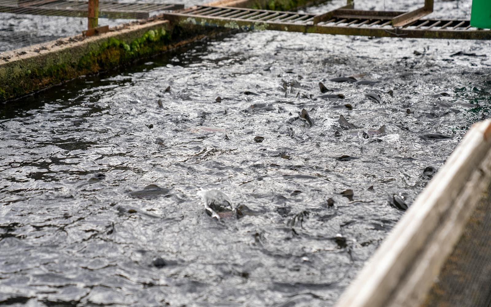 Recirculating aquaculture tanks inside a managed facility