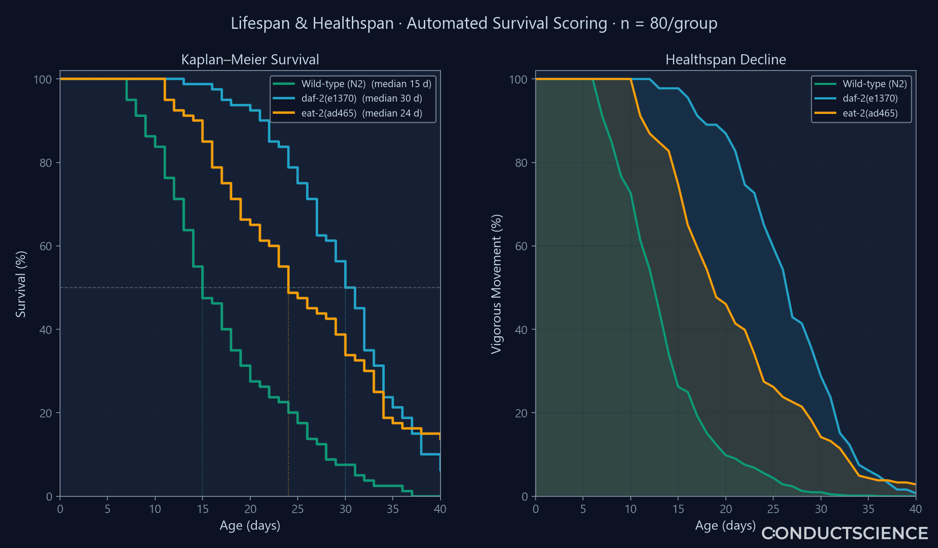 ConductVision C. elegans lifespan analysis — Kaplan–Meier survival curves and healthspan-decline panel across genotypes