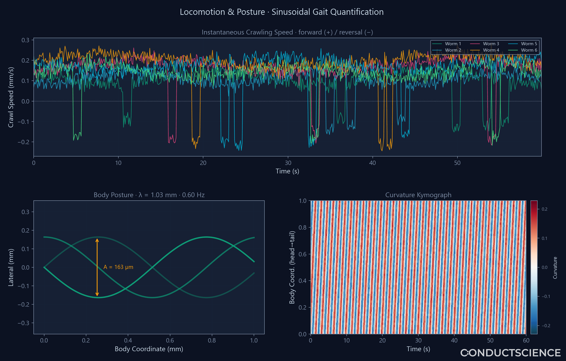 ConductVision C. elegans locomotion analysis — crawling-speed traces, body-posture sinusoid, and curvature kymograph
