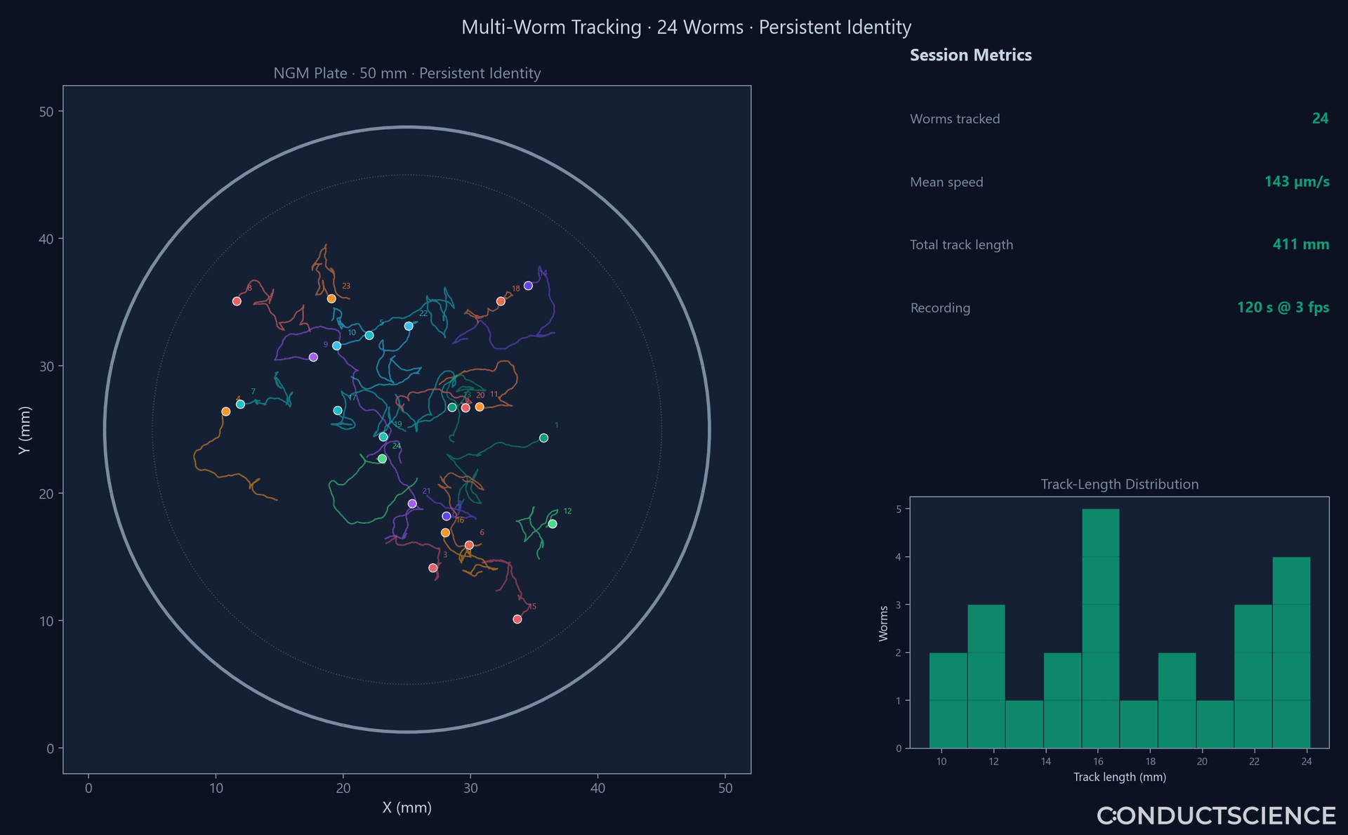 ConductVision C. elegans multi-worm tracking — colored identity-preserved trajectories on a plate