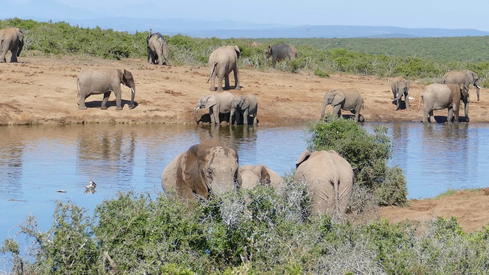 A herd of African elephants drinks and wades at a waterhole in Addo Elephant National Park, South Africa; boxes mark the 14 elephants in view.