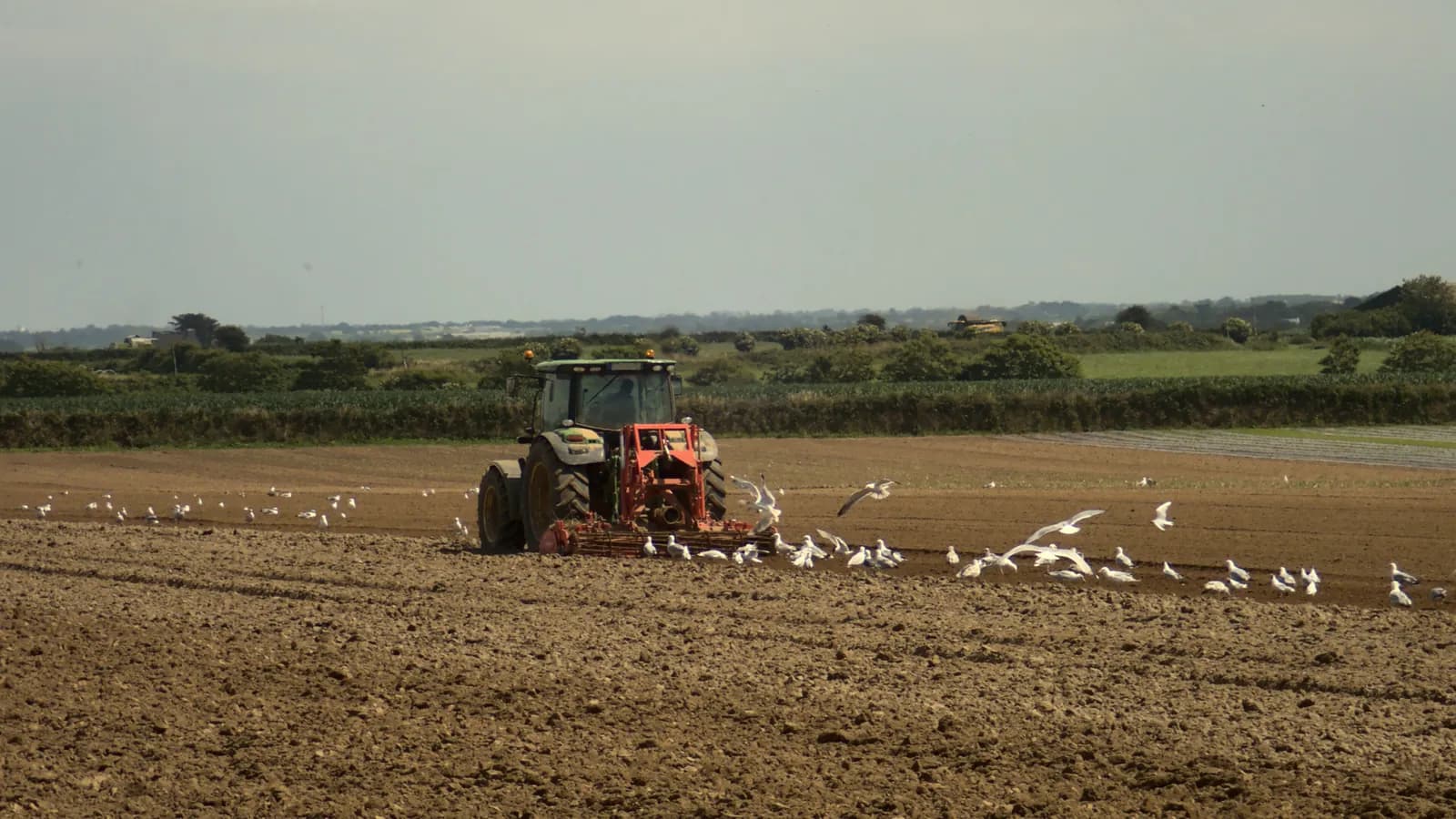 A tractor tilling a field in Brittany with gulls following the implement; boxes mark the tractor, its driver and the gulls.