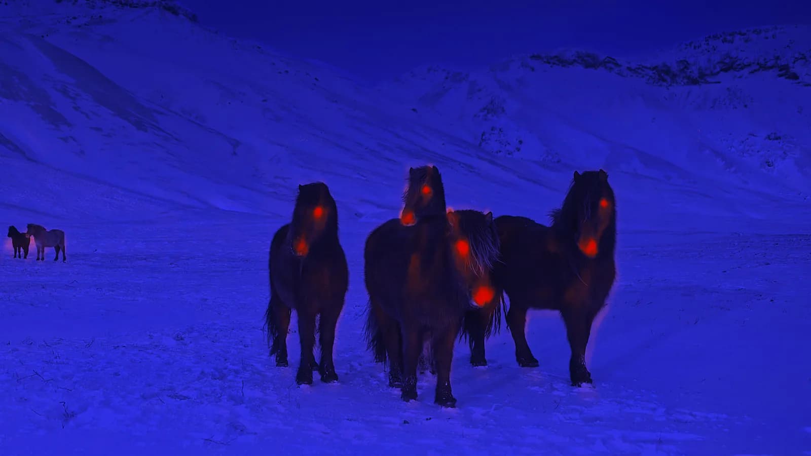 Icelandic horses stand in snow, colored by temperature from a long-wave infrared camera, with heat showing only at their eyes and noses; boxes mark five horses.