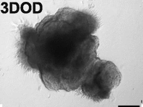 Microscope image of a control human cerebral organoid three days into differentiation, with neuroectodermal protrusions bulging from its surface.