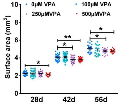 Chart of cerebral organoid surface area on days 28, 42 and 56 after 0, 100, 250 or 500 µM valproic acid, lower at 250 and 500 µM by days 42 and 56.
