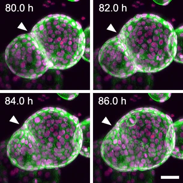 Four fluorescence images, 2 hours apart from 80 to 86 hours, of two adjacent organoids merging into one.