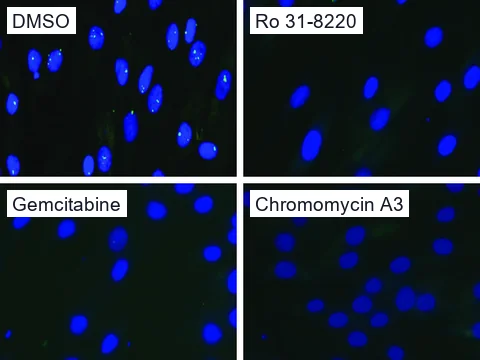 Four fluorescence images of DM1 fibroblasts, nuclei blue (Hoechst) and repeat RNA foci green (Cy3-(CAG)10 probe). Foci show in many nuclei after DMSO, and few or none after Ro 31-8220, gemcitabine or chromomycin A3.