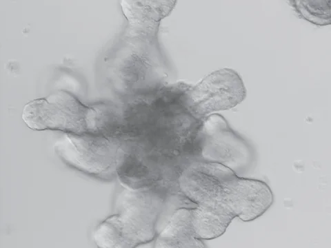 Differential interference contrast image of one mouse intestinal organoid with many buds extending from its body.
