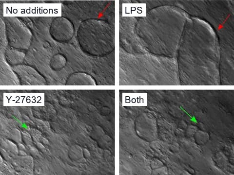 Microscope images of chicken embryo intestinal organoids grown with no additions, with LPS, with Y-27632 or with both, where LPS gave larger organoids and Y-27632 more, smaller ones.