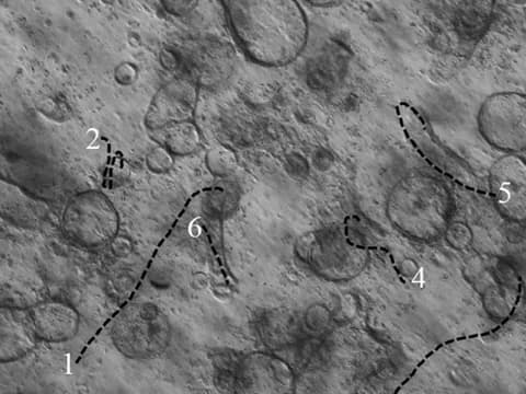 Time-lapse microscope image of chicken embryo intestinal organoids in a gel, with dashed lines tracing how far six of them moved during the first day of culture.