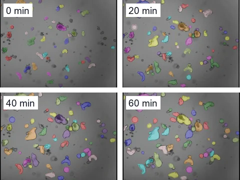Brightfield images of intestinal organoids 0, 20, 40 and 60 minutes into forskolin-induced swelling, each organoid covered by a colored mask that OrgaSegment, a published tool, drew.