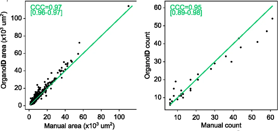 Two scatter plots of OrganoID's organoid areas and counts against measurements made by hand, with points close to the line of equal values.