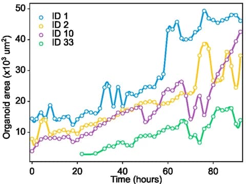 Line chart of area against time for four organoids over 92 hours, each growing at its own pace.