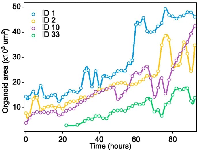 Line chart of area against time for four organoids over 92 hours, each growing at its own pace.