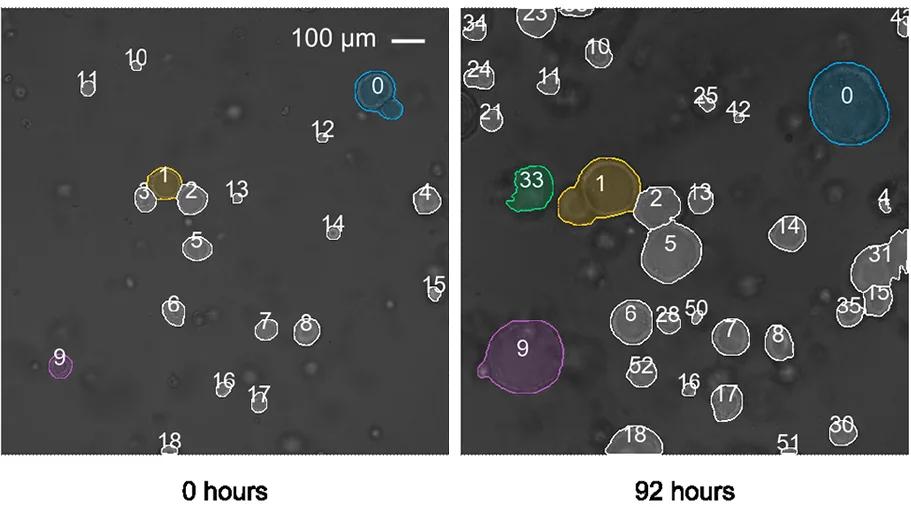 Two microscope frames of the same organoid culture at 0 and 92 hours, with each organoid outlined and numbered and the same numbers on the same organoids as they grow.