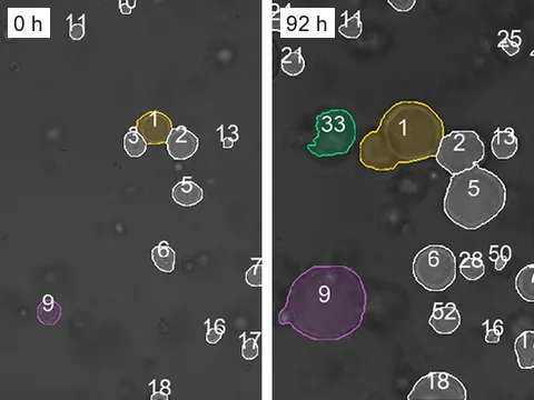 The same part of an organoid culture at 0 and 92 hours, each organoid outlined and numbered by OrganoID, a published tool, and keeping its number as it grows.