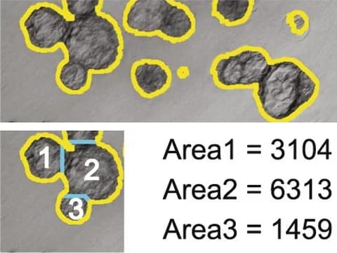 A brightfield image of spheroids, each outlined in yellow by OrganoSeg, a published tool, above three of them numbered beside the area OrganoSeg measured for each.