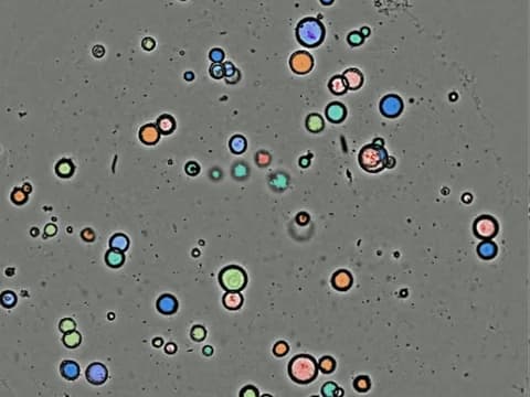 Brightfield image of cystic pancreatic cancer organoids in an extracellular matrix dome, each filled with a color where the analysis outlined it as one object.