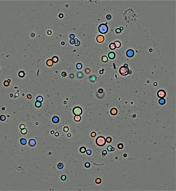 Brightfield image of an extracellular matrix dome holding dozens of round cystic organoids, each filled with a color.
