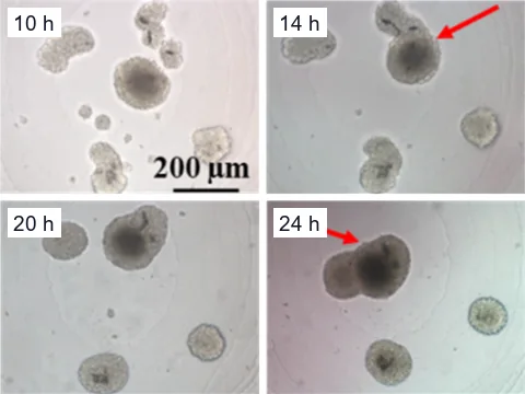 Time-lapse microscope images of prostate cancer spheroids in a concave agarose microwell at 10, 14, 20 and 24 hours, as satellite spheroids drift toward the large parental spheroid and fuse with it.