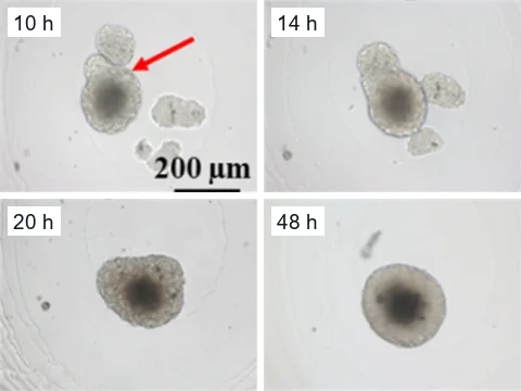 Time-lapse microscope images of prostate cancer spheroids in a concave agarose microwell at 10, 14, 20 and 48 hours, as smaller satellite spheroids fuse into the larger parental spheroid.