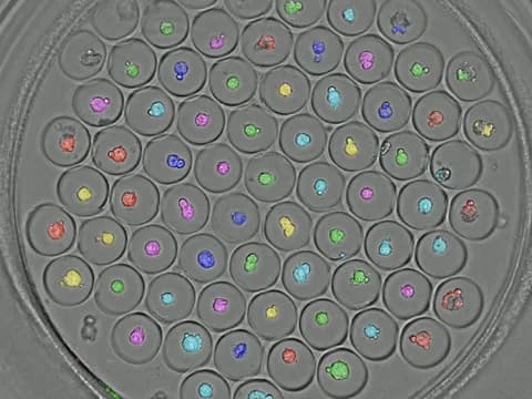 Cancer cell line spheroids in the microwells of one plate well, seen from above, each spheroid filled with a color where the analysis outlined it.