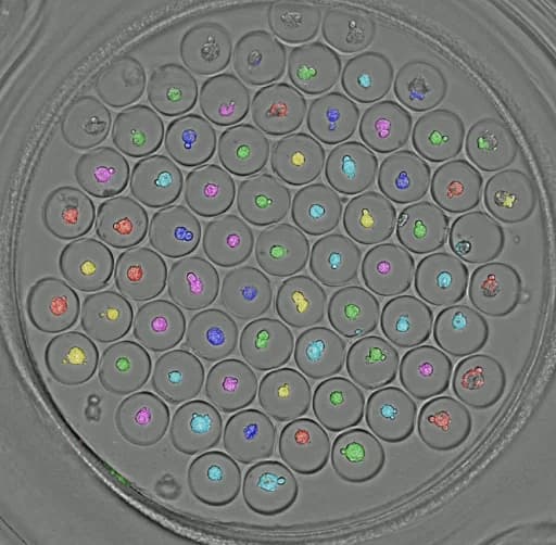 One well of a microwell plate seen from above, with a cancer spheroid in most microwells, each spheroid filled with a color.