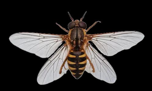 Drosophila Research